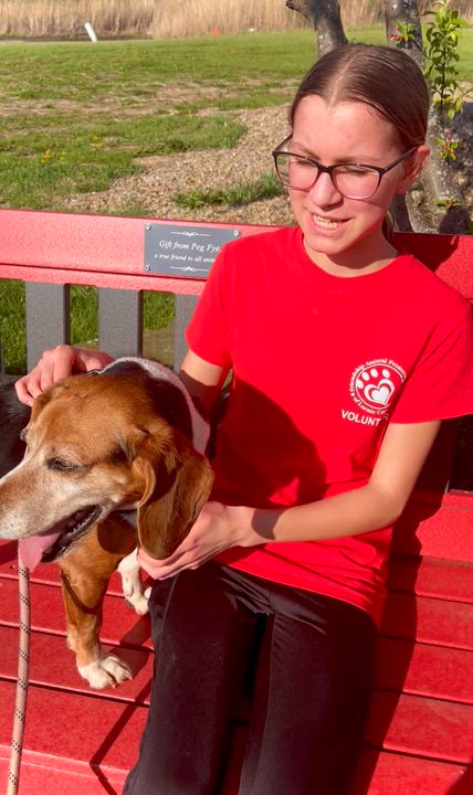 Enlarge Henry, an adoptable Beagle in Elyria, OH video 5/5