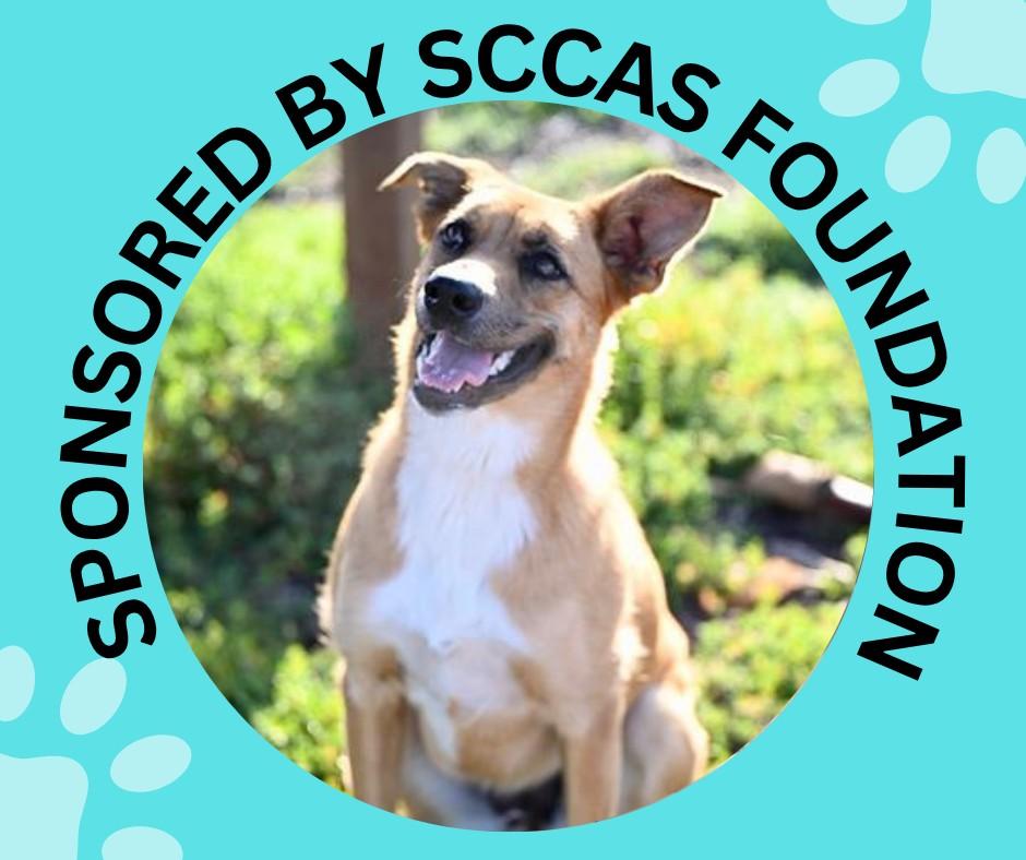 HONEY*, Adoptable, Young Female Catahoula Leopard Dog & Mixed Breed.