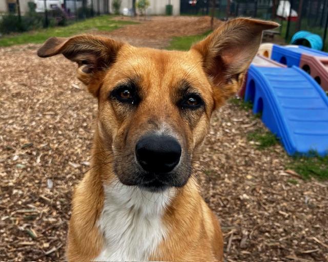 HONEY*, Adoptable, Young Female Catahoula Leopard Dog & Mixed Breed.