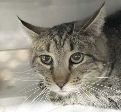 Raptor, ADOPTABLE, Adult Male Domestic Short Hair.