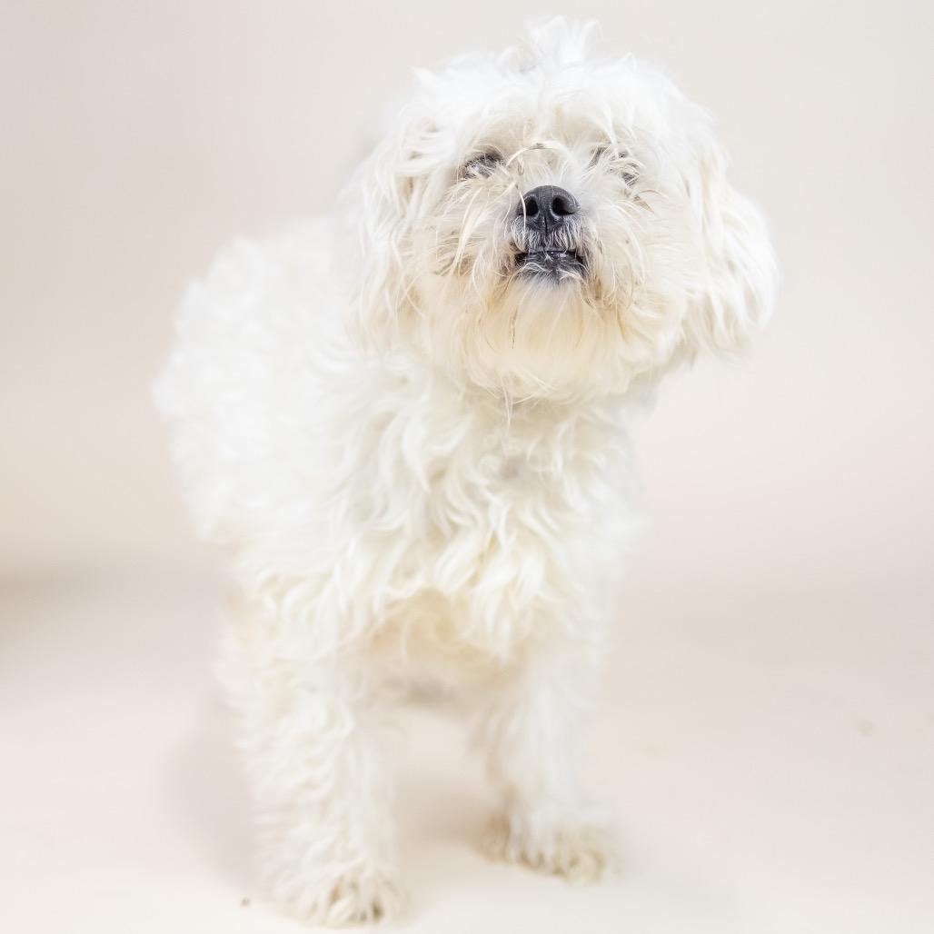 Milo, adopted, Adult Male Poodle.