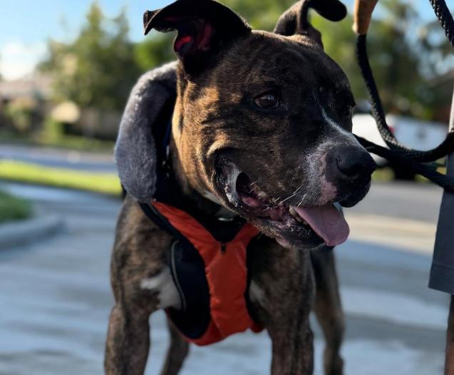 Enlarge Benji, a Adoptable mixed breed in TEMECULA, CA image 1/5