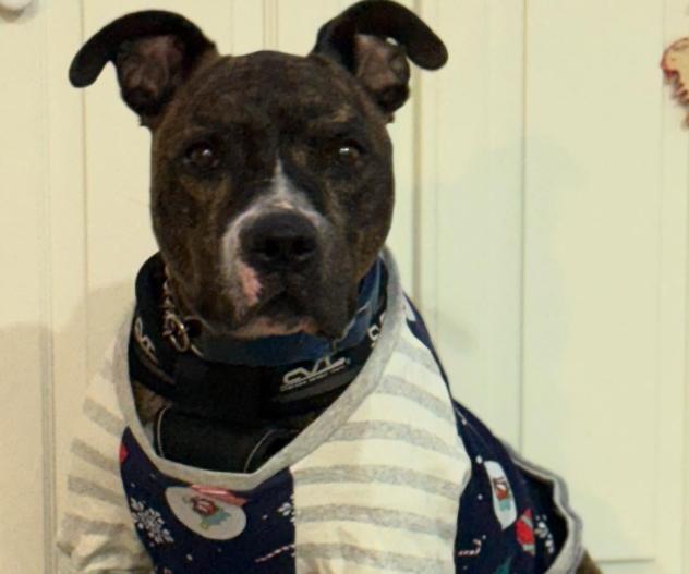 Enlarge Benji, a Adoptable mixed breed in TEMECULA, CA image 3/5