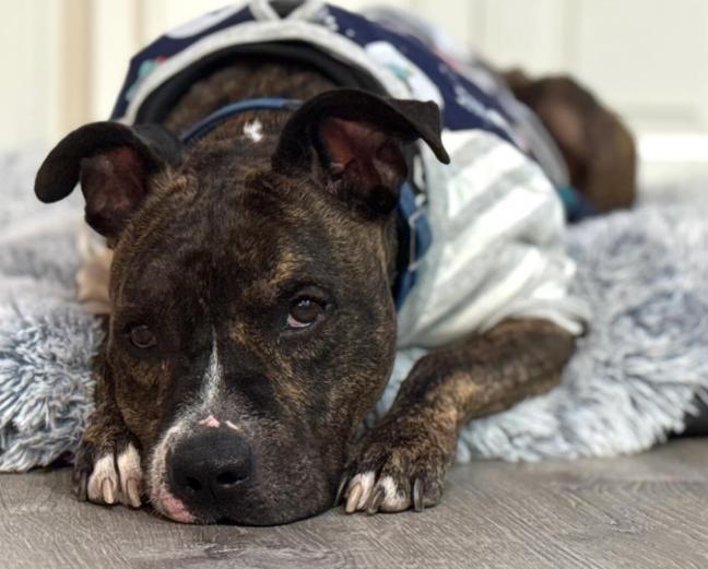 Enlarge Benji, a Adoptable mixed breed in TEMECULA, CA image 2/5