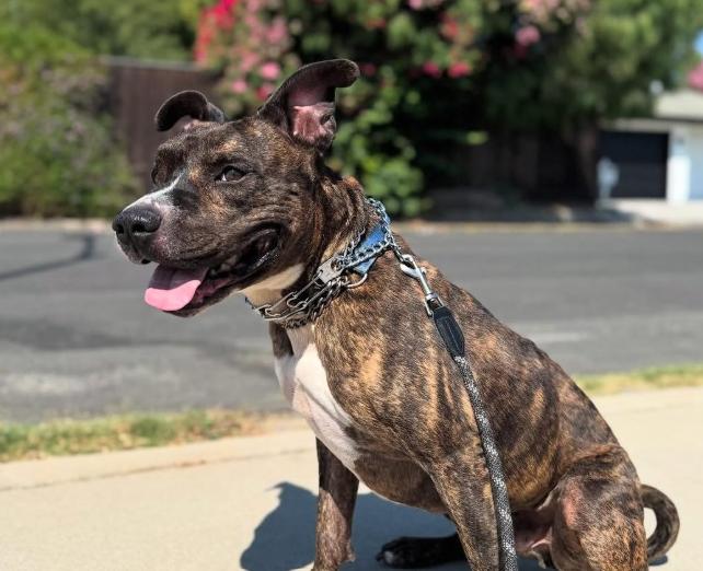 Enlarge Benji, a Adoptable mixed breed in TEMECULA, CA image 4/5