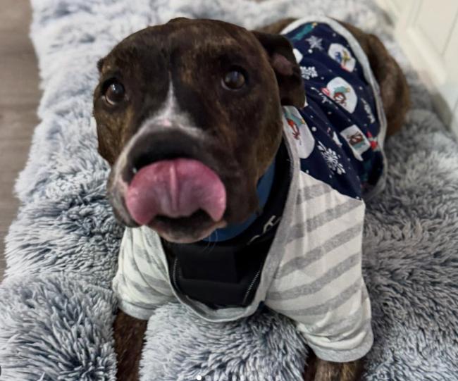 Enlarge Benji, a Adoptable mixed breed in TEMECULA, CA image 5/5