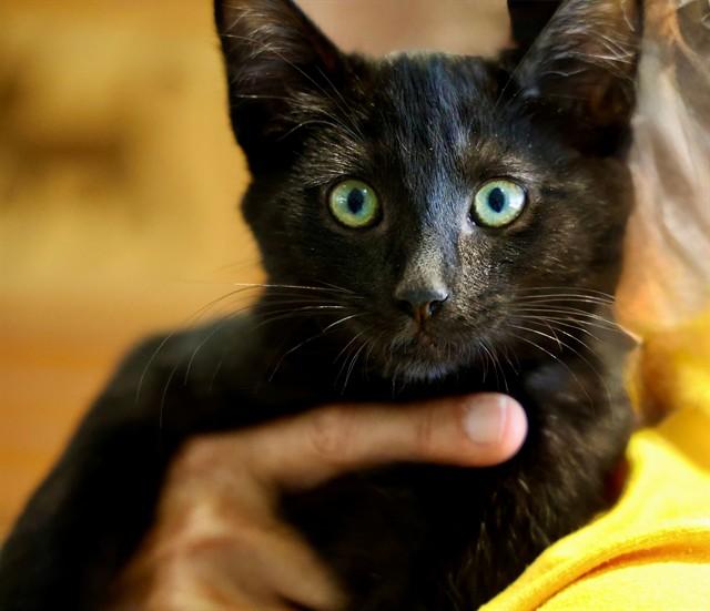MARS, Adoptable, Kitten Male Domestic Short Hair.