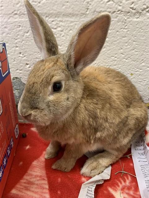 Enlarge MEGAN, a Adoptable Bunny Rabbit in Fairbanks, AK image 1/1