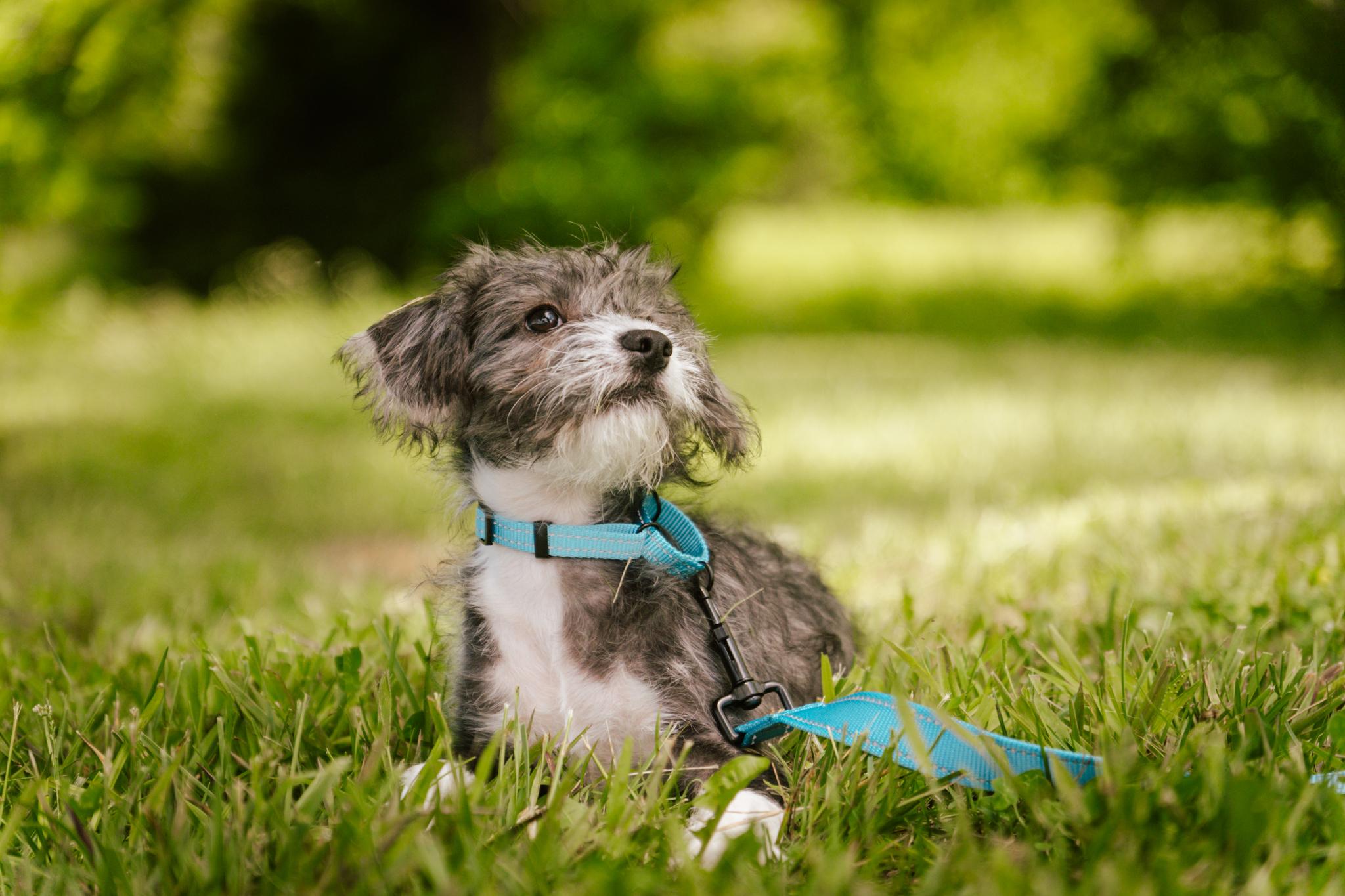 Rome, Baby Male Wirehaired Terrier