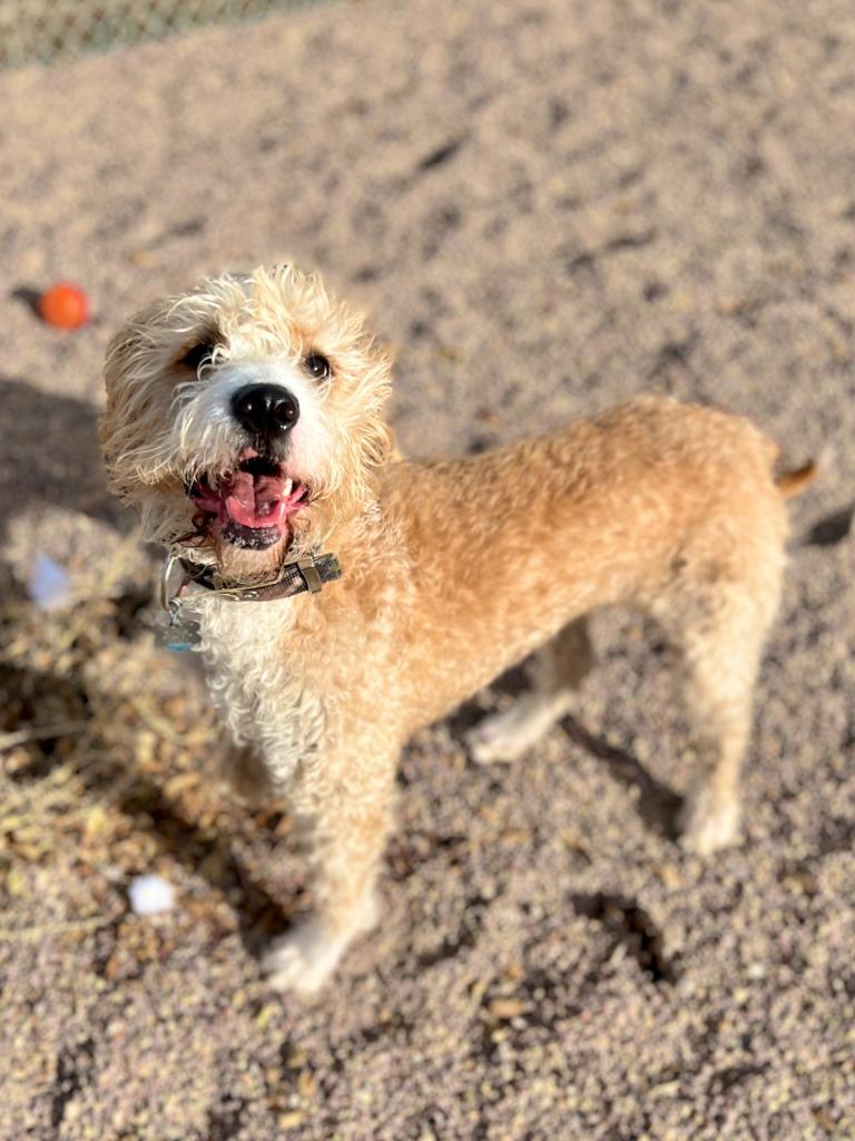 Kali, Adoptable, Young Female Poodle & Pit Bull Terrier.