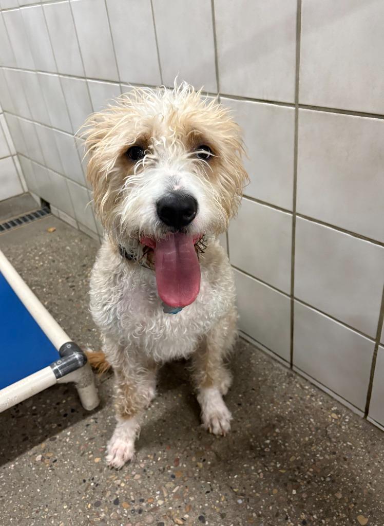 Enlarge Kali, a Adoptable mixed breed in Rock Springs, WY image 2/3