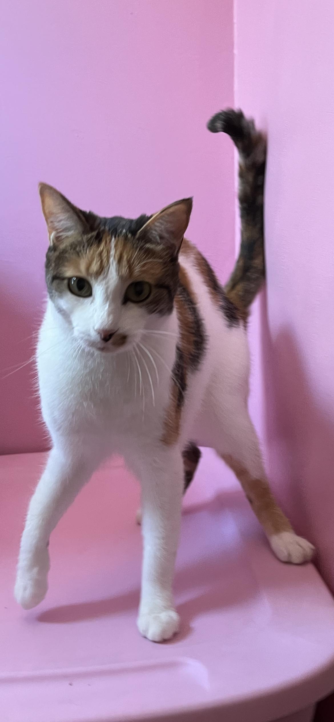 Hanna, Adoptable, Young Female Calico.