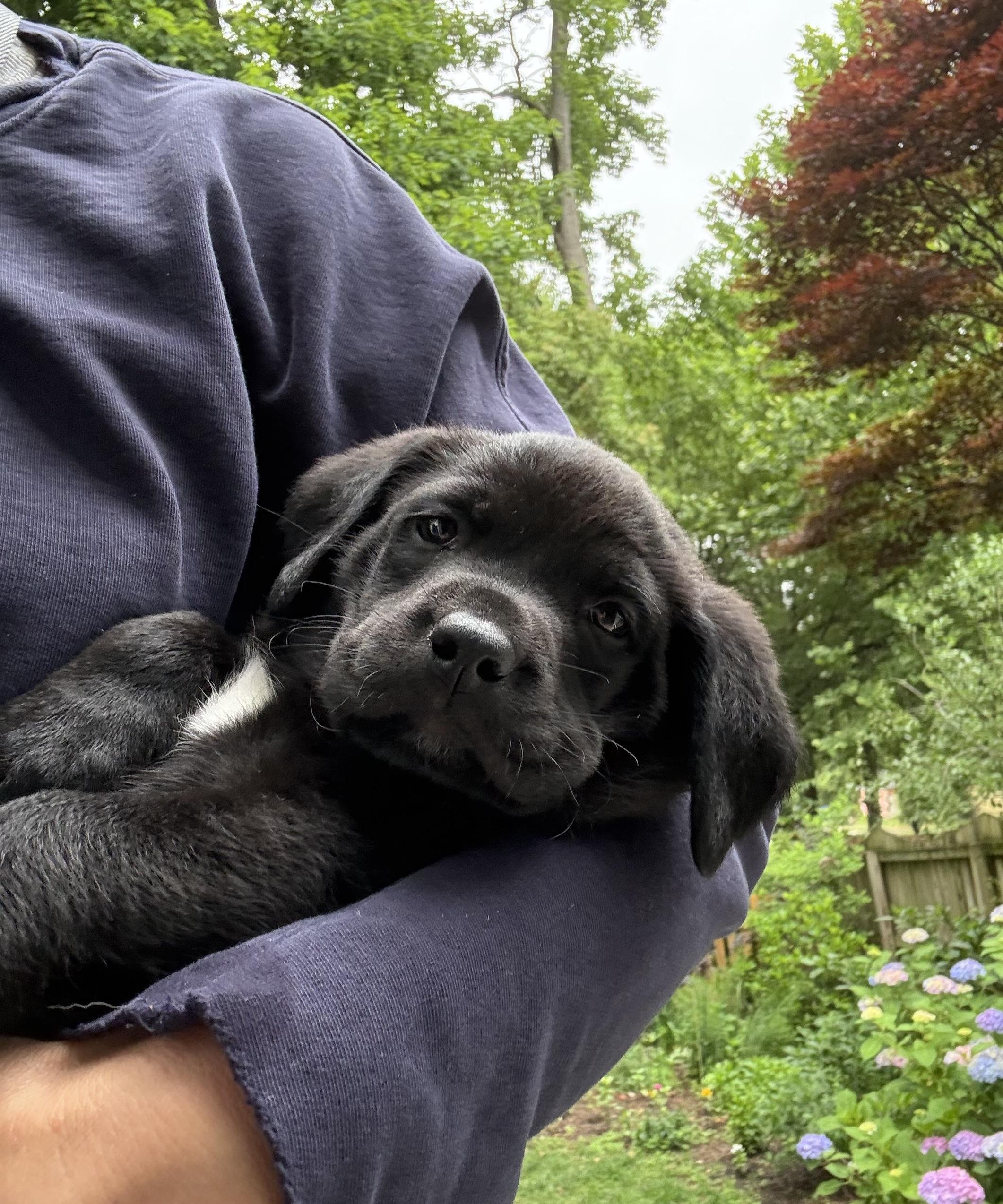 Timmy, adopted, Puppy Male Black Labrador Retriever.