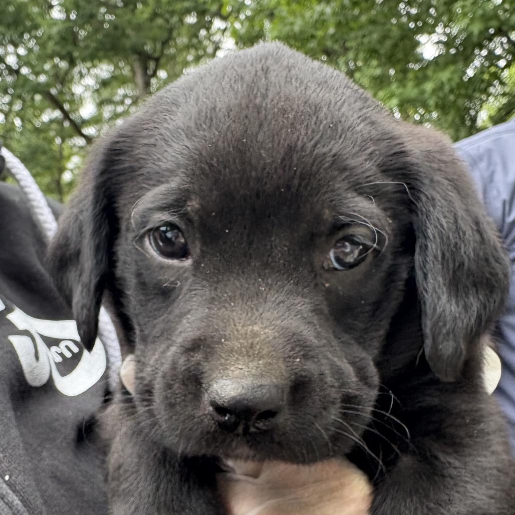 Timmy, an adopted Black Labrador Retriever in Richmond, VA image 2/2
