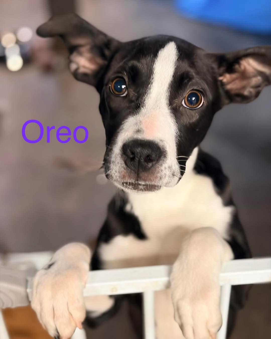 Oreo, ADOPTABLE, Puppy Female Terrier.