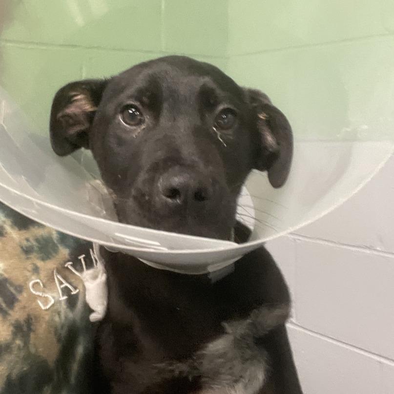 Enlarge Rambo, a Adoptable mixed breed in Blairsville, GA image 1/1