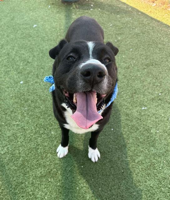 SWISS ROLL, Adoptable, Adult Male Staffordshire Bull Terrier & Mixed Breed.