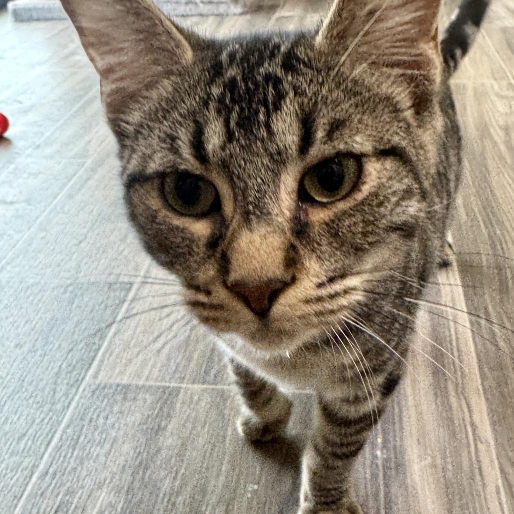 Enlarge Teddy, a Adoptable Domestic Short Hair in Lexington, KY image 1/1