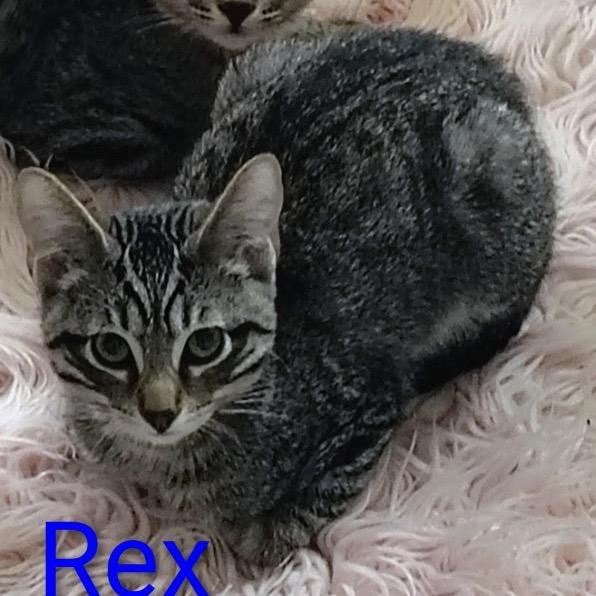 Rex, Adoptable, Kitten Male Domestic Short Hair.