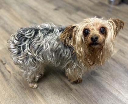 Prince, Adoptable, Adult Male Yorkshire Terrier & Mixed Breed.