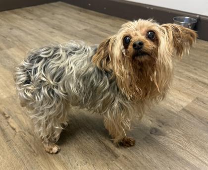 Enlarge Prince, a Adoptable mixed breed in Palm Coast, FL image 2/3