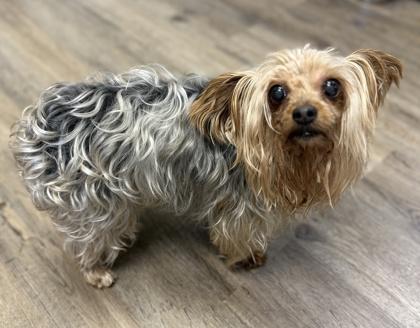 Enlarge Prince, a Adoptable mixed breed in Palm Coast, FL image 3/3