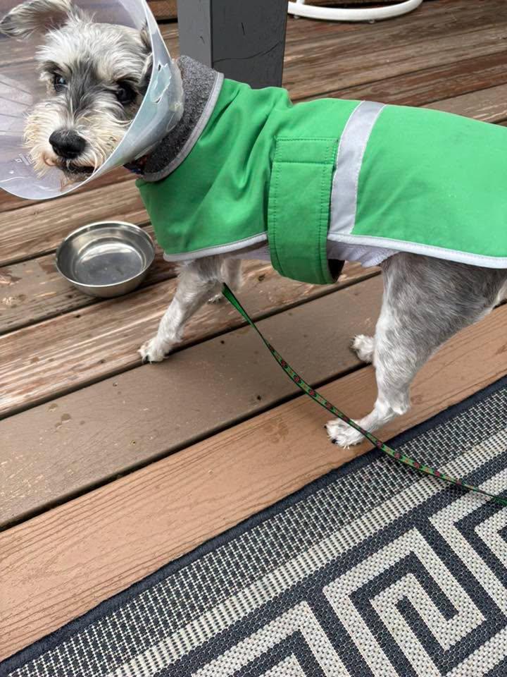 Enlarge Luna Mae, a Adoptable Miniature Schnauzer in Homer Glen, IL image 3/6