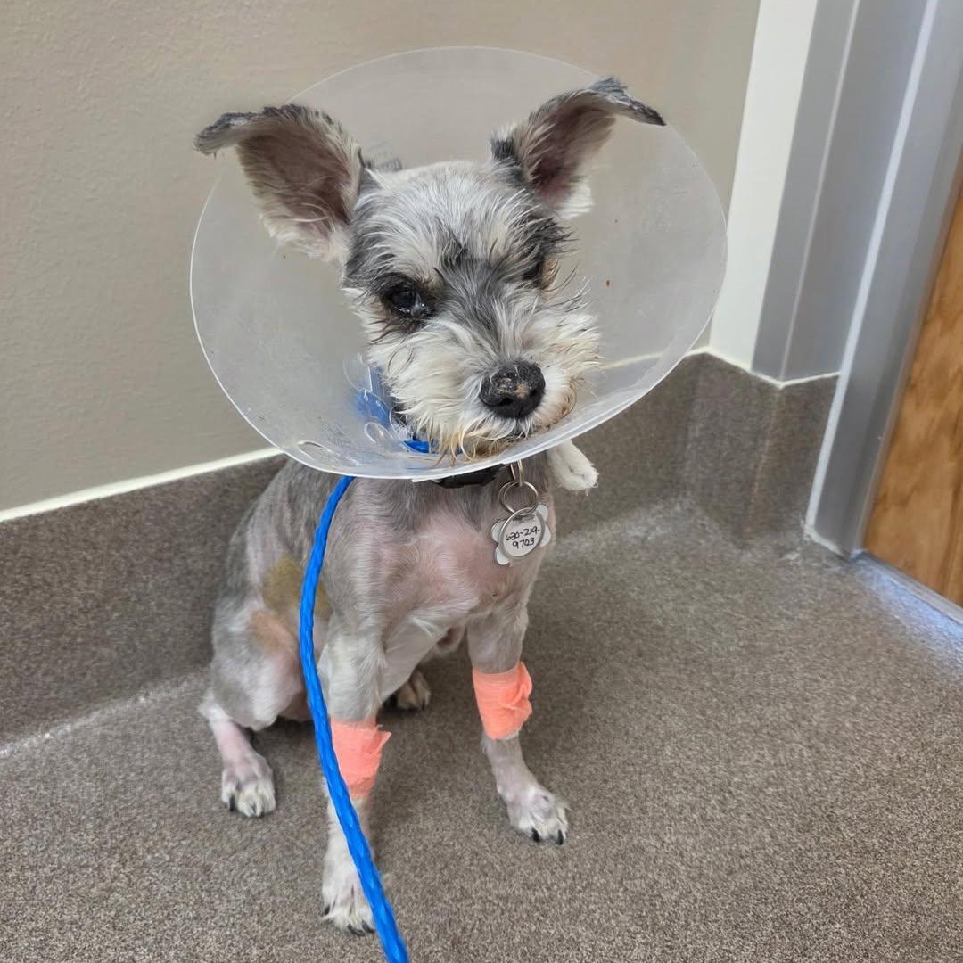 Enlarge Luna Mae, a Adoptable Miniature Schnauzer in Homer Glen, IL image 4/6