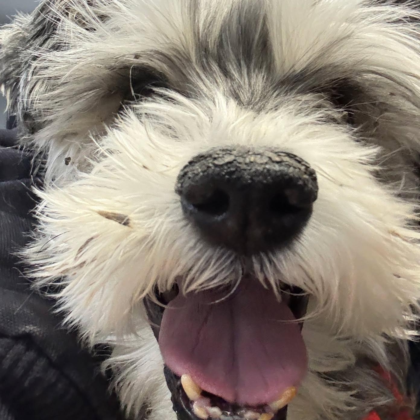 Enlarge Luna Mae, a Adoptable Miniature Schnauzer in Homer Glen, IL image 5/6