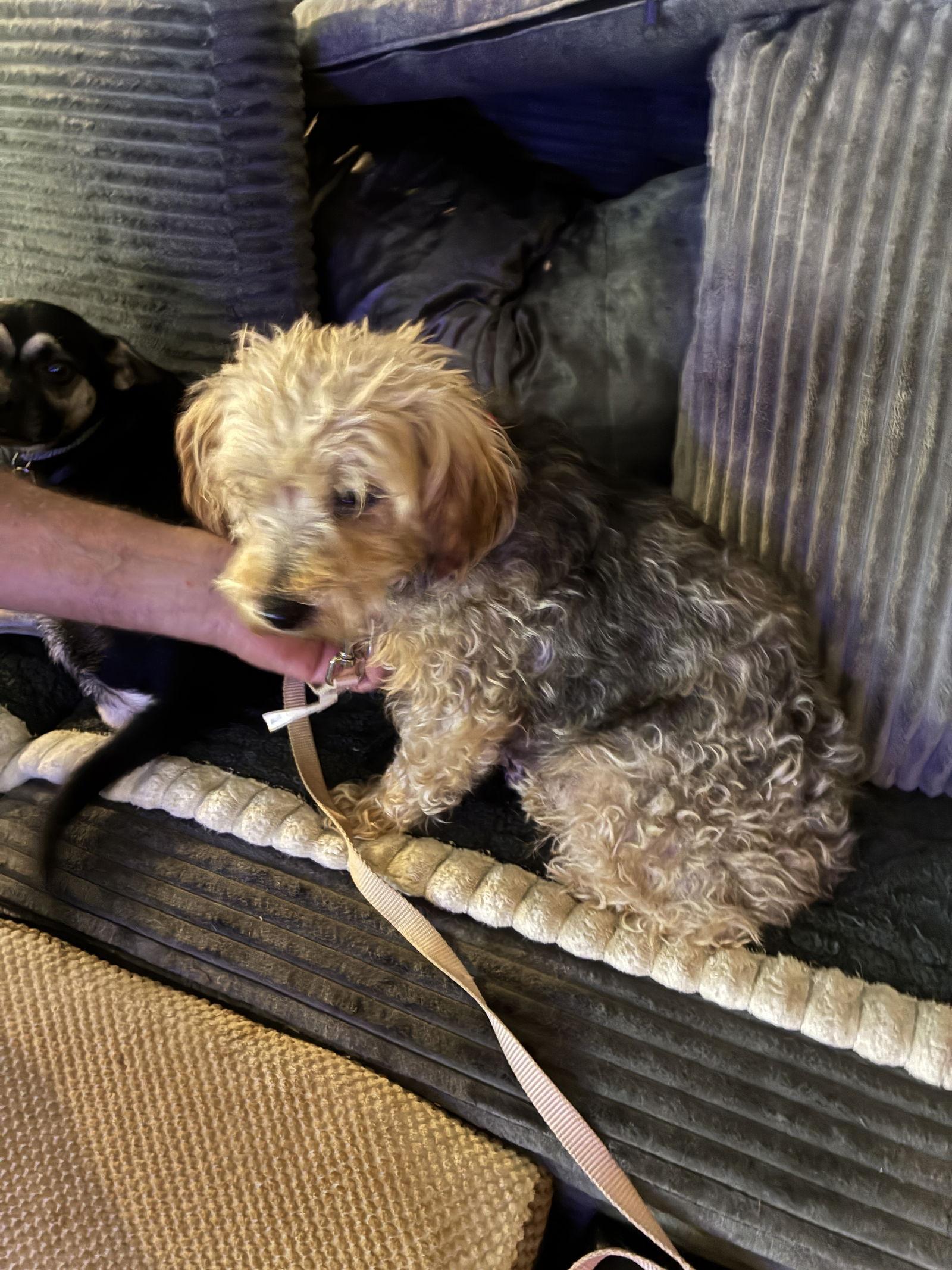 Molly, Adopted, Senior Female Poodle.