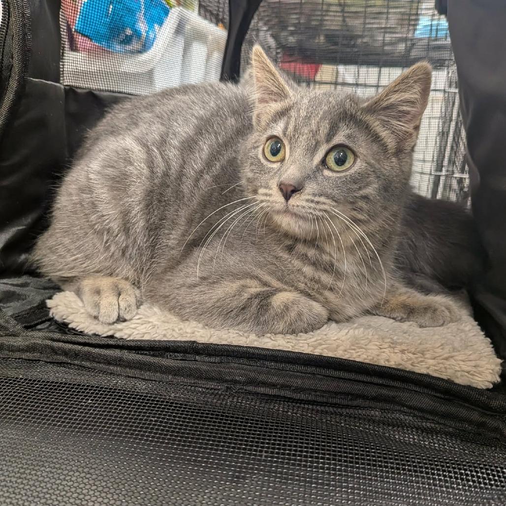 G. Value, Adoptable, Kitten Male Domestic Short Hair.