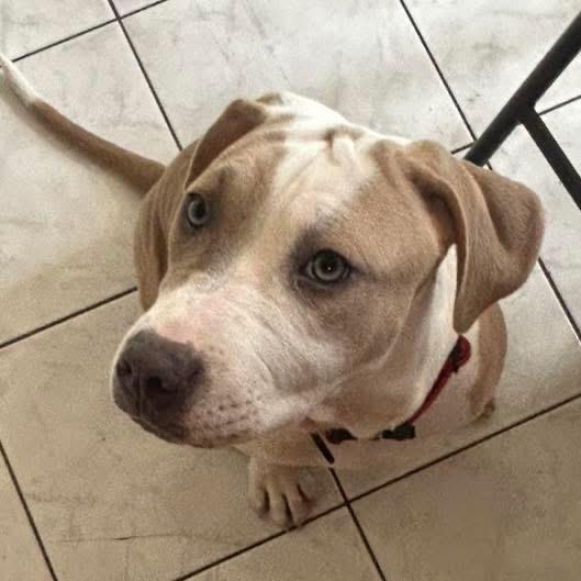 Enlarge India, a ADOPTABLE mixed breed in Fairfield , CT image 6/6