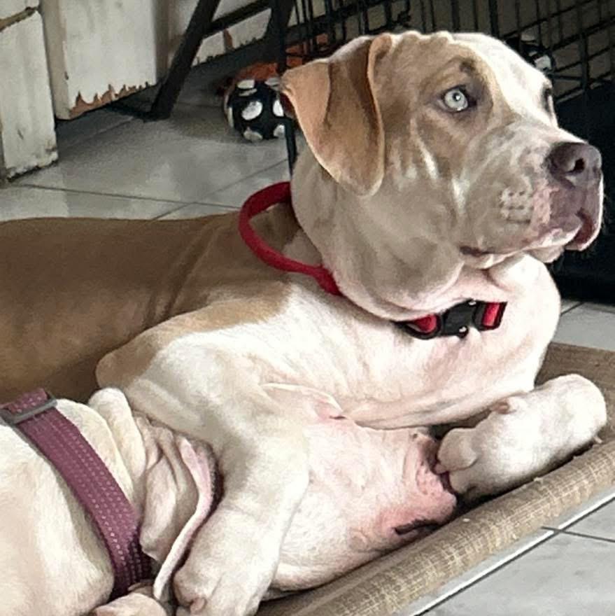 Enlarge India, a ADOPTABLE mixed breed in Fairfield , CT image 2/6