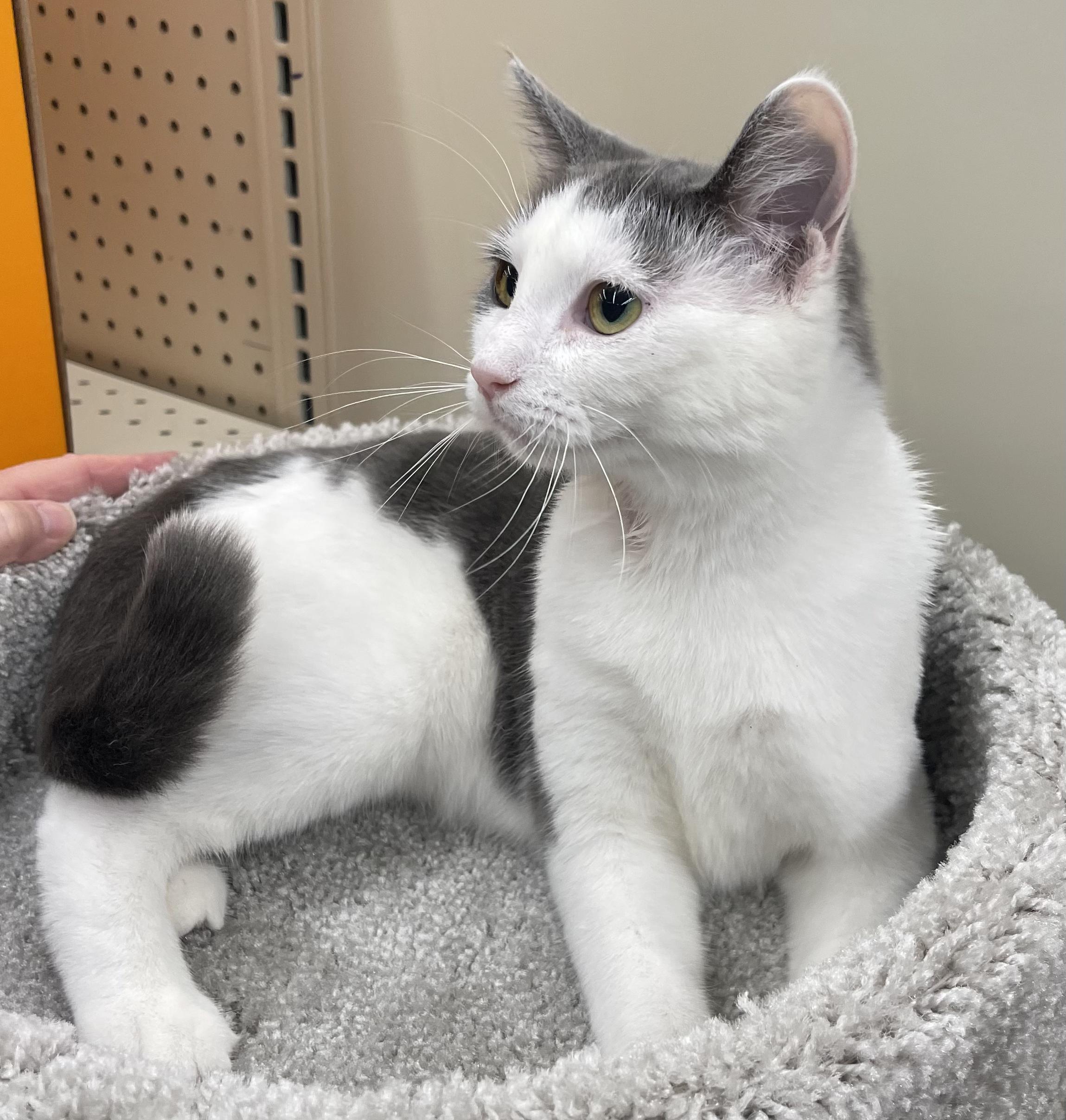 Leah-Portofino PetSmart