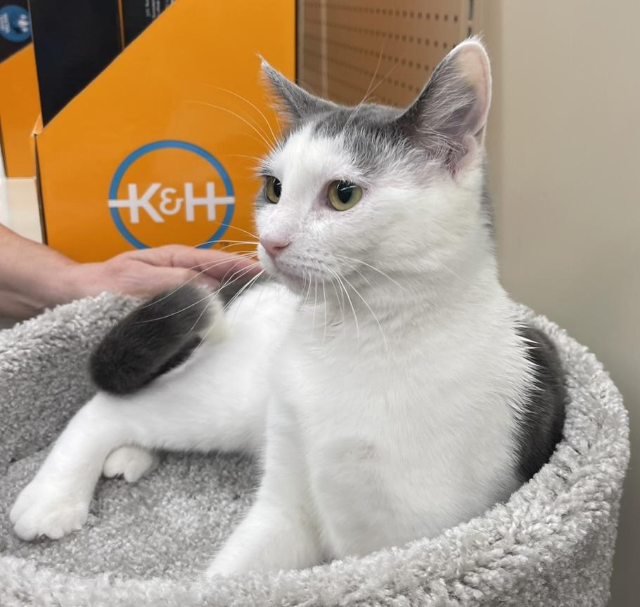 Leah-Portofino PetSmart