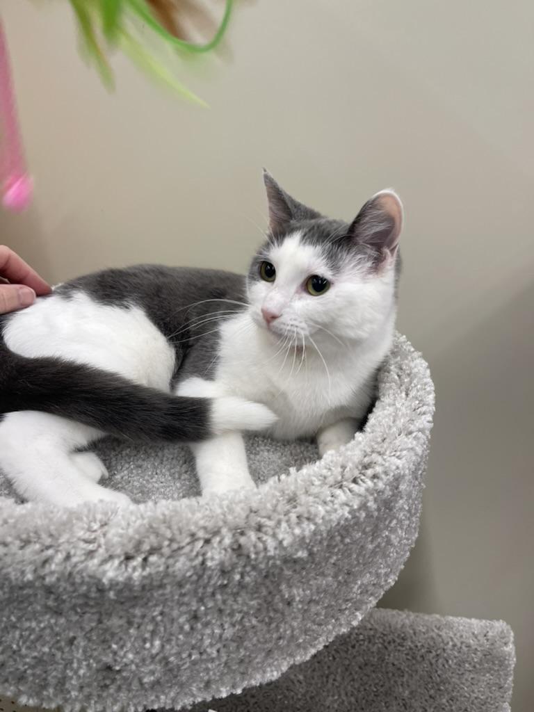 Leah-Portofino PetSmart