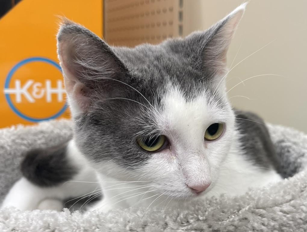 Leah-Portofino PetSmart