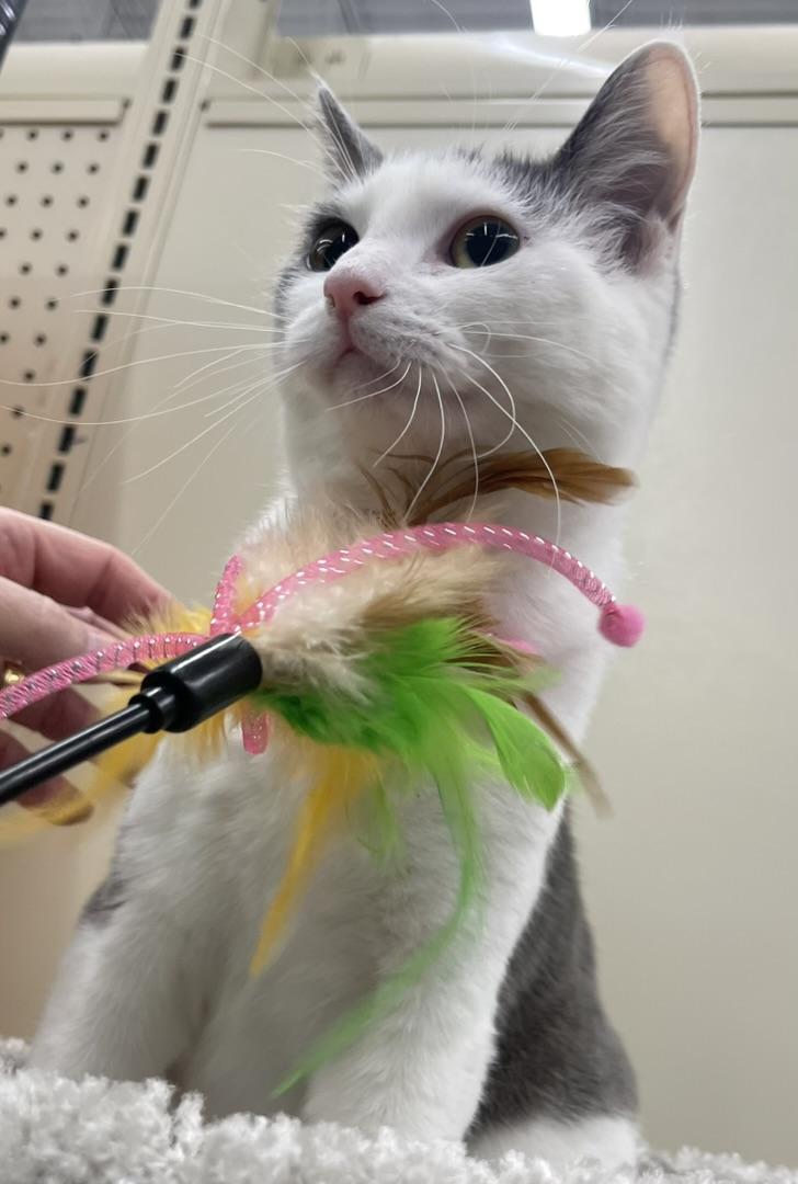Leah-Portofino PetSmart