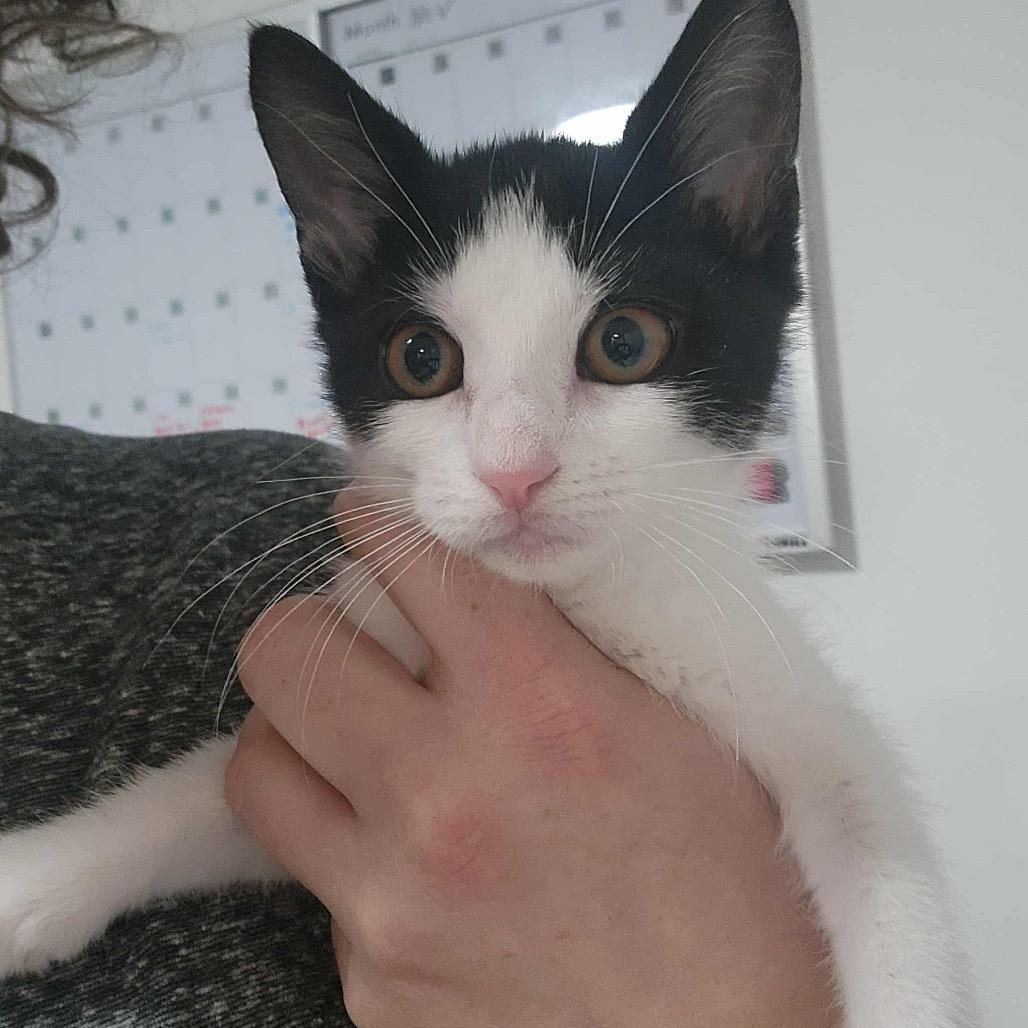 Candy Cane, Adoptable, Kitten Female Domestic Short Hair.