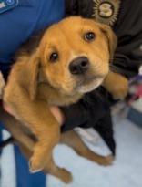 Frappacino, adopted, Puppy Female Mixed Breed.