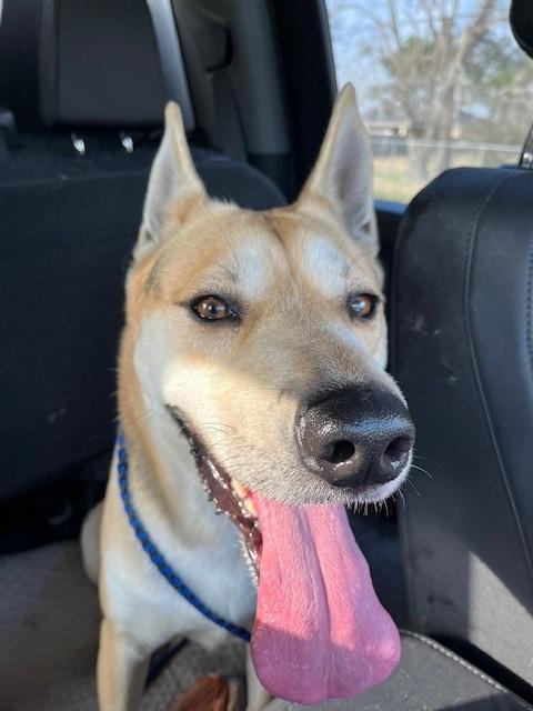 Enlarge Zeus, a Adoptable German Shepherd Dog in Humble, TX image 1/1