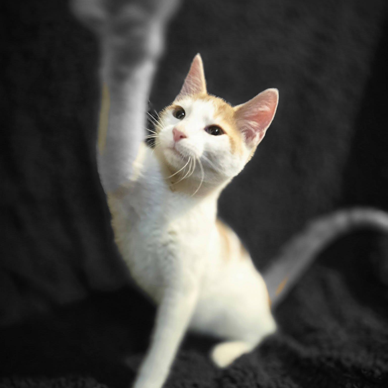 Puma, adoptable, Young Male Domestic Short Hair.