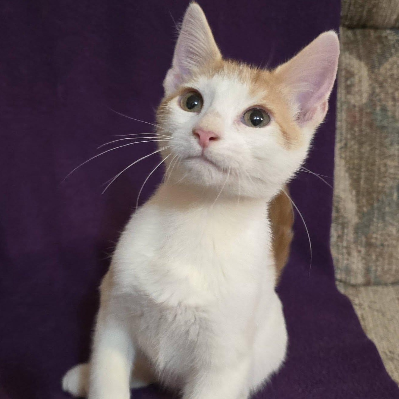 Enlarge Puma, an adoptable Domestic Short Hair in Waterloo, IA image 2/2