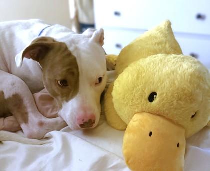 Enlarge Ferb, a Adoptable mixed breed in Washington, DC image 1/3