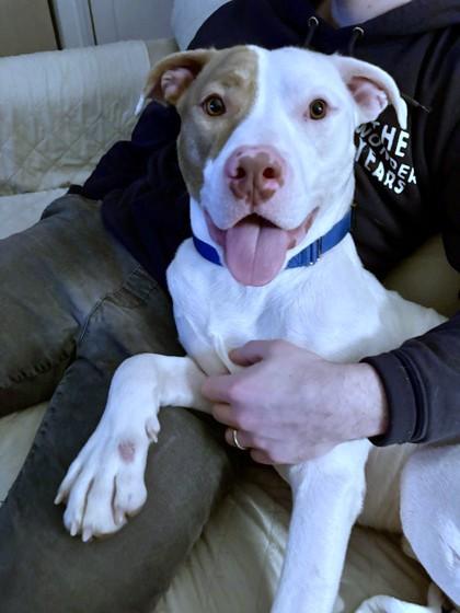 Ferb, a Adoptable mixed breed in Washington, DC image 1/3