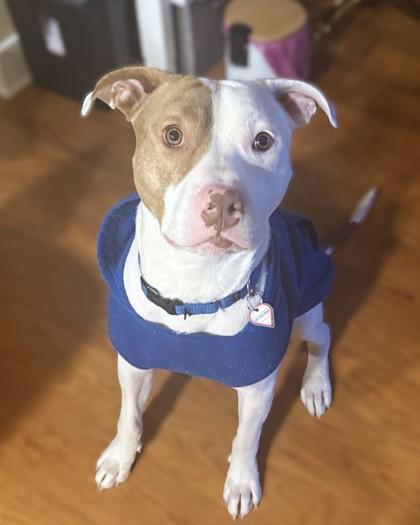 Enlarge Ferb, a Adoptable mixed breed in Washington, DC image 2/3