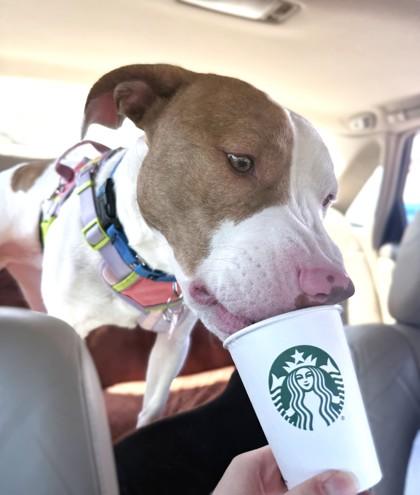 Enlarge Ferb, a Adoptable mixed breed in Washington, DC image 3/3