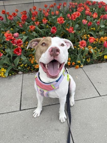Ferb, a Adoptable mixed breed in Washington, DC image 2/3