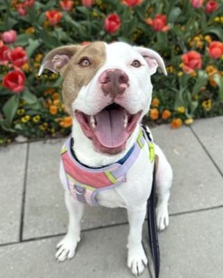 Ferb, Adoptable, Adult Male Terrier & Mixed Breed.