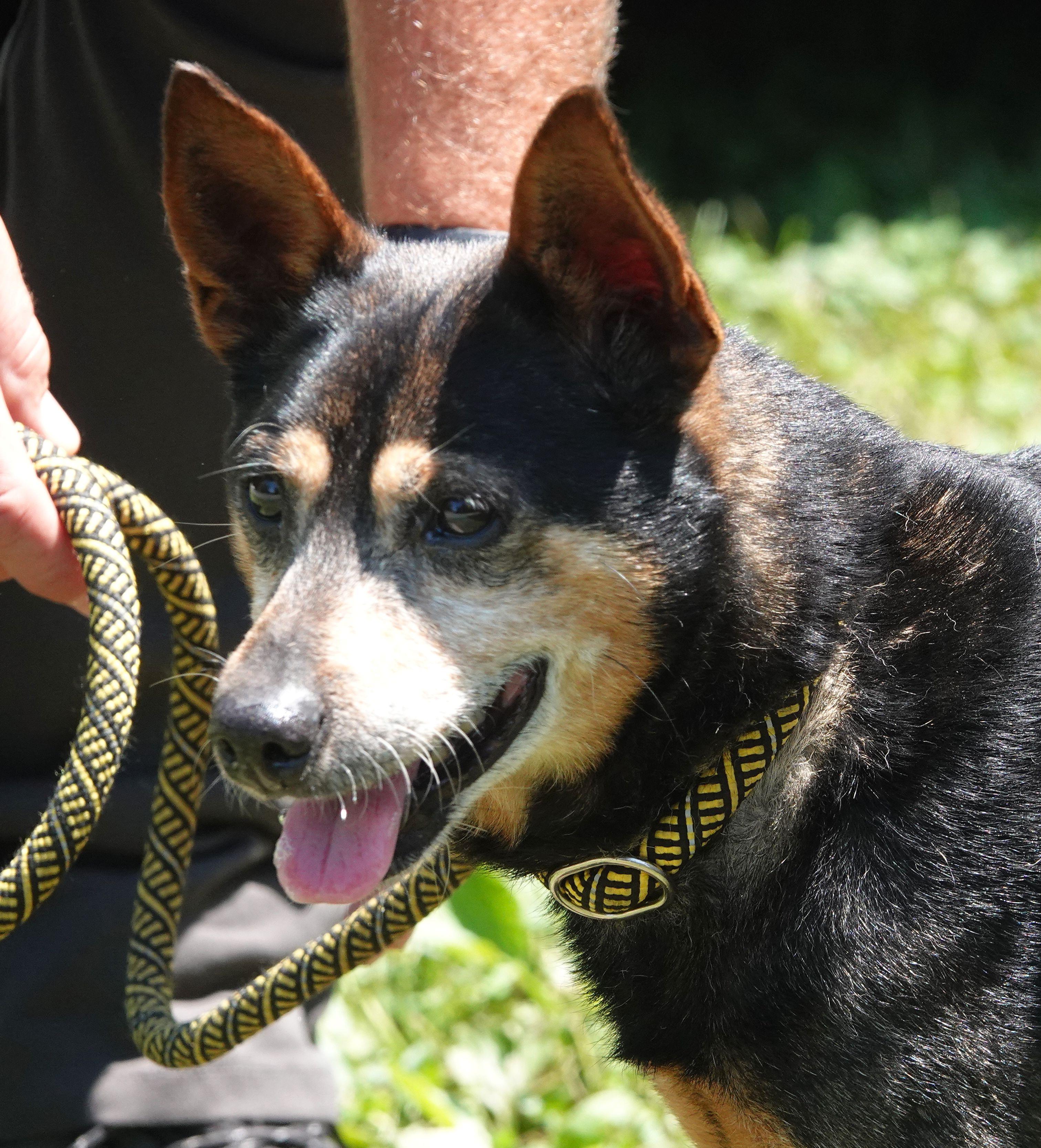 Edwin - RESCUED, a Adopted Mixed Breed in Millfield, OH image 1/3